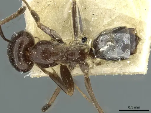 Dorymyrmex bituber - CASENT0911523
