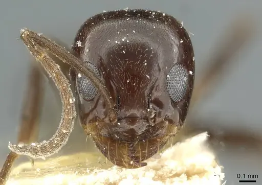 Dorymyrmex bituber - CASENT0911523