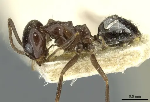 Dorymyrmex bituber - CASENT0911523