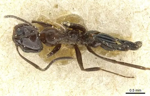 Dorymyrmex bituber - CASENT0911524