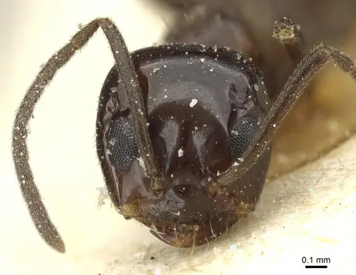 Dorymyrmex bituber - CASENT0911524