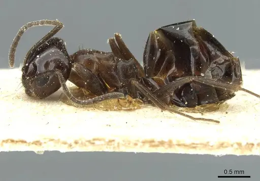 Dorymyrmex bituber - CASENT0911524