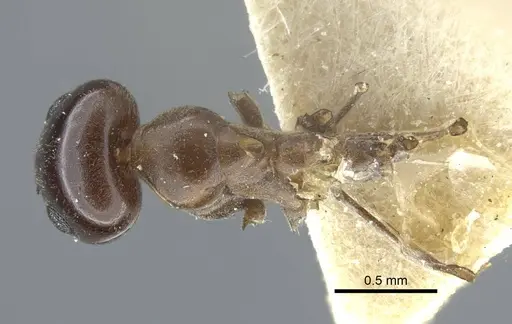 Dorymyrmex bituber - CASENT0917124