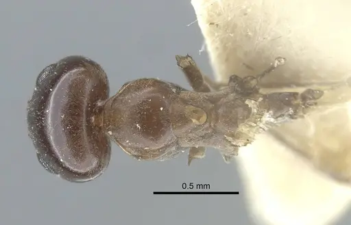 Dorymyrmex bituber - CASENT0917124