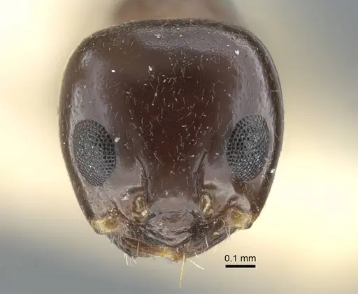 Dorymyrmex bituber - CASENT0917124