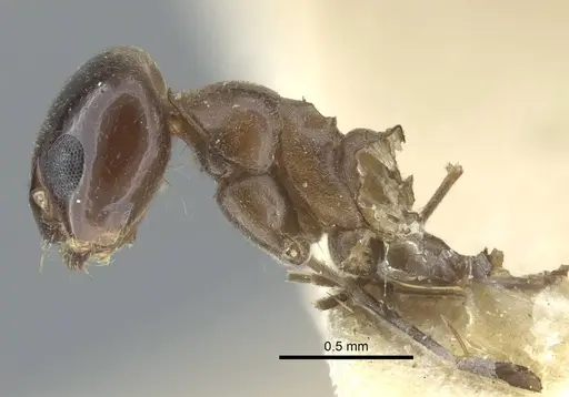 Dorymyrmex bituber - CASENT0917124