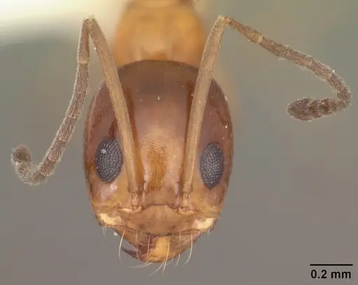 Dorymyrmex bossutus specimen