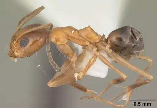 Dorymyrmex bossutus specimen