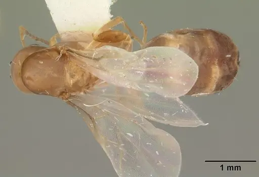 Dorymyrmex bossutus - CASENT0103861