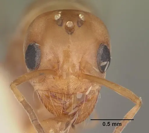 Dorymyrmex bossutus - CASENT0103861