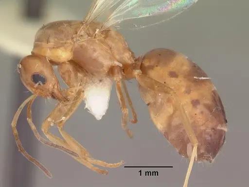 Dorymyrmex bossutus - CASENT0103861