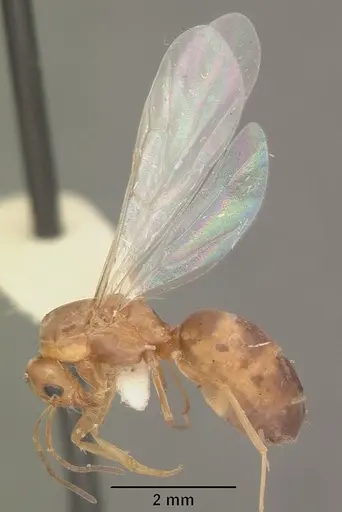 Dorymyrmex bossutus - CASENT0103861