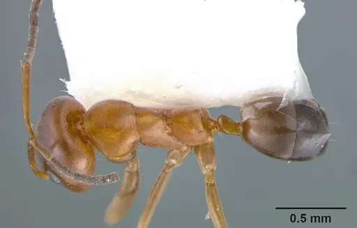 Dorymyrmex bossutus - CASENT0105876