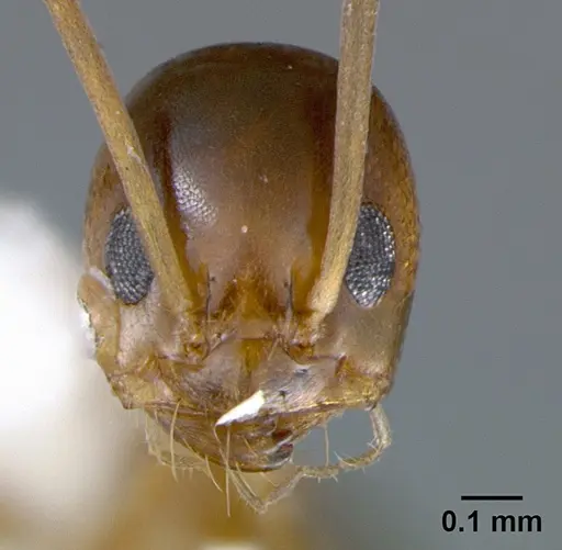 Dorymyrmex bossutus - CASENT0105876
