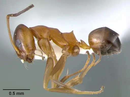 Dorymyrmex bossutus - CASENT0105876