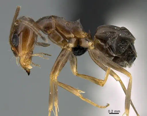 Dorymyrmex bossutus - CASENT0349067