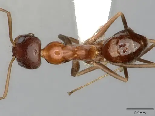 Dorymyrmex bossutus - CASENT0841371
