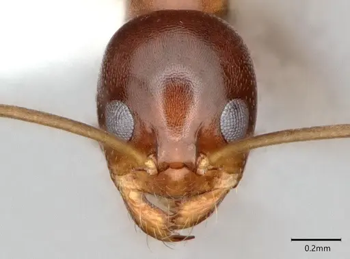 Dorymyrmex bossutus - CASENT0841371