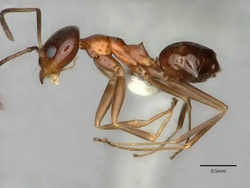 Dorymyrmex bossutus - CASENT0841371