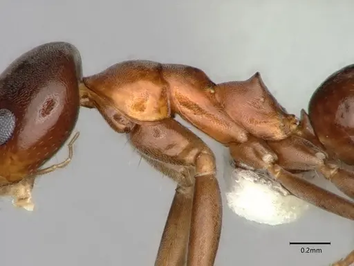 Dorymyrmex bossutus - CASENT0841371