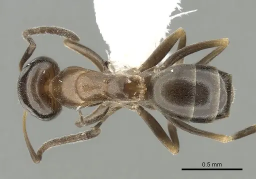 Dorymyrmex breviscapis specimen