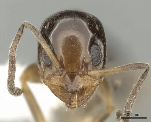 Dorymyrmex breviscapis specimen