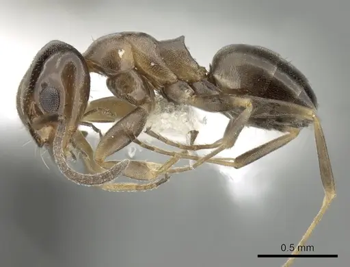 Dorymyrmex breviscapis specimen