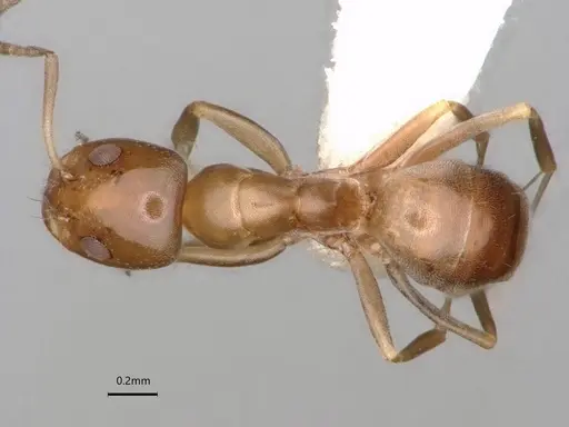 Dorymyrmex breviscapis - CASENT0841500