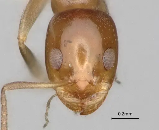 Dorymyrmex breviscapis - CASENT0841500