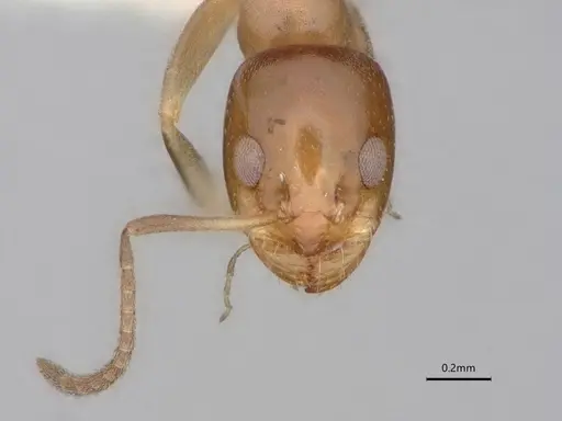 Dorymyrmex breviscapis - CASENT0841500