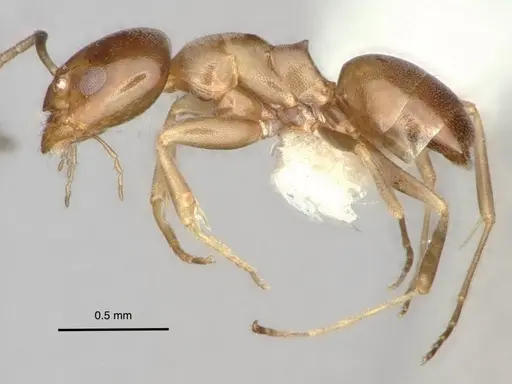 Dorymyrmex breviscapis - CASENT0841500