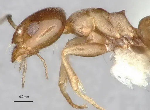 Dorymyrmex breviscapis - CASENT0841500