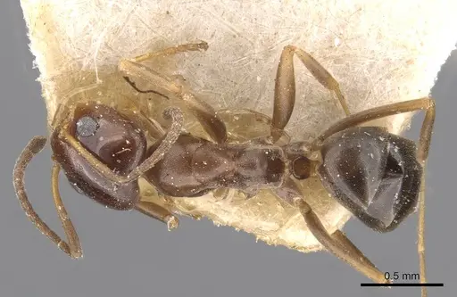 Dorymyrmex breviscapis - CASENT0909732