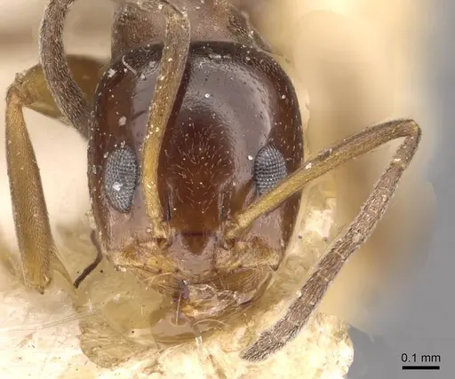 Dorymyrmex breviscapis - CASENT0909732