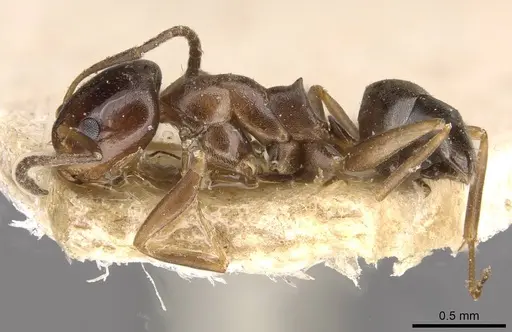 Dorymyrmex breviscapis - CASENT0909732