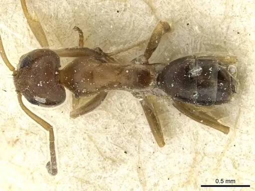 Dorymyrmex breviscapis - CASENT0911525