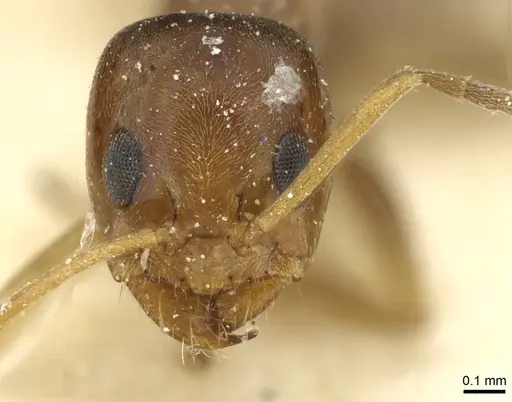 Dorymyrmex breviscapis - CASENT0911525