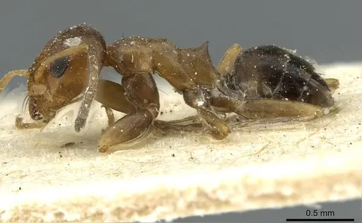 Dorymyrmex breviscapis - CASENT0911525