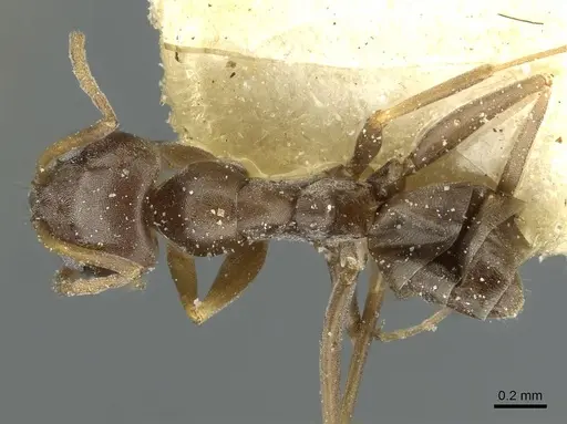Dorymyrmex breviscapis - CASENT0911526