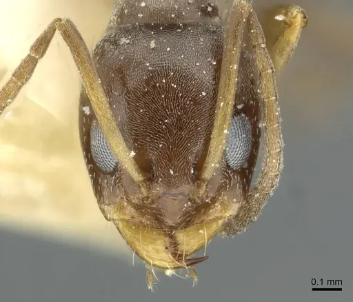 Dorymyrmex breviscapis - CASENT0911526