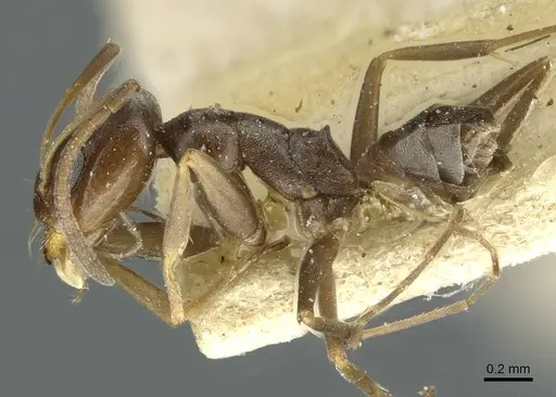 Dorymyrmex breviscapis - CASENT0911526