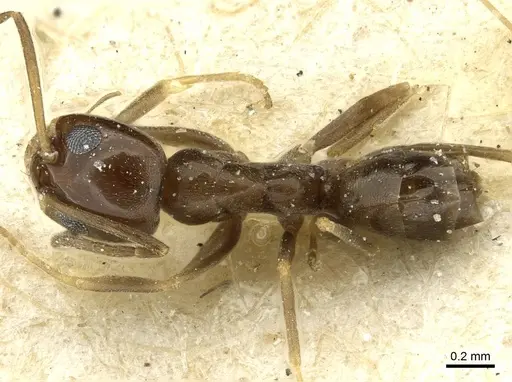 Dorymyrmex breviscapis - CASENT0911527