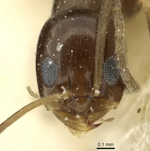 Dorymyrmex breviscapis - CASENT0911527