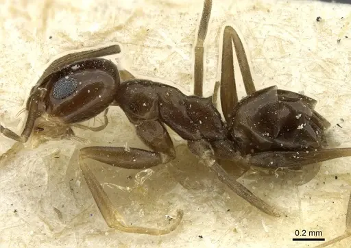 Dorymyrmex breviscapis - CASENT0911527