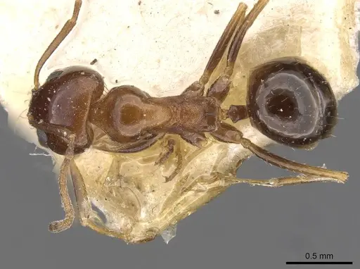 Dorymyrmex bruchi specimen