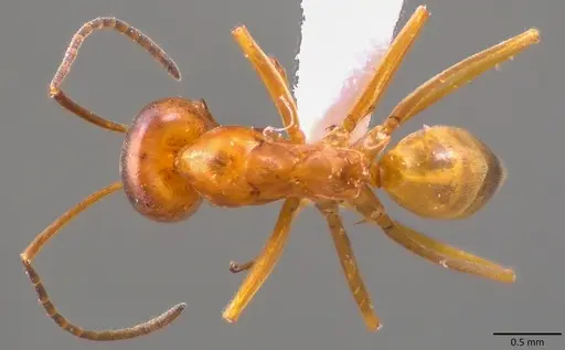 Dorymyrmex bureni specimen