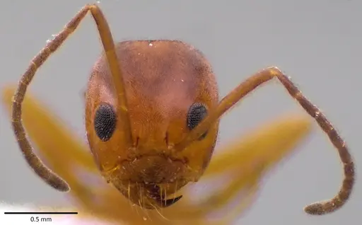 Dorymyrmex bureni specimen