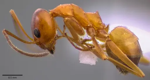 Dorymyrmex bureni specimen