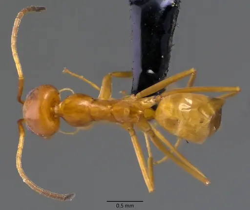 Dorymyrmex bureni - ANTWEB1060103