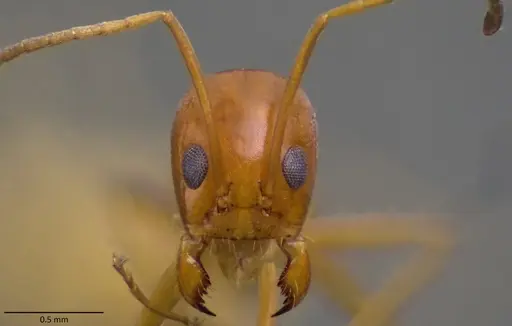 Dorymyrmex bureni - ANTWEB1060103
